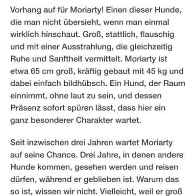 Tierschutzhunde suchen ein Zuhause-Beitrag-Bild