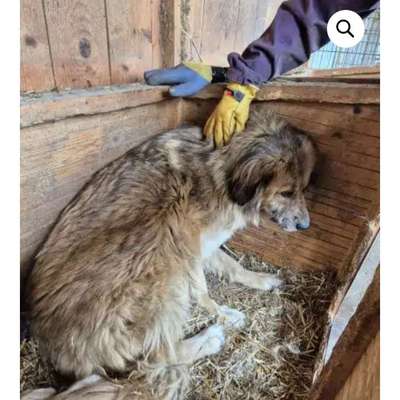 Tierschutzhunde suchen ein Zuhause-Beitrag-Bild