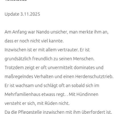 Tierschutzhunde suchen ein Zuhause-Beitrag-Bild