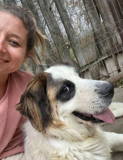 Tierschutzhunde suchen ein Zuhause-Beitrag-Bild