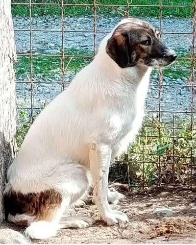 Tierschutzhunde suchen ein Zuhause-Beitrag-Bild