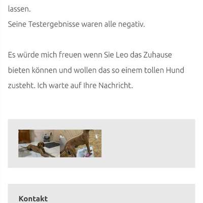 Tierschutzhunde suchen ein Zuhause-Beitrag-Bild