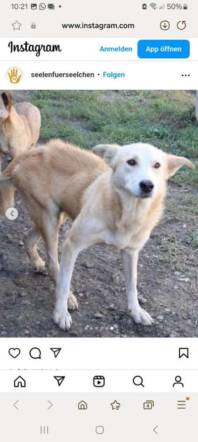 Tierschutzhunde suchen ein Zuhause-Beitrag-Bild