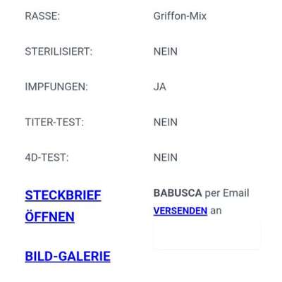 Tierschutzhunde suchen ein Zuhause-Beitrag-Bild