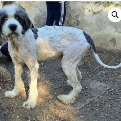 Tierschutzhunde suchen ein Zuhause-Beitrag-Bild