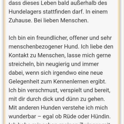 Tierschutzhunde suchen ein Zuhause-Beitrag-Bild