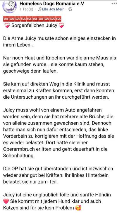 Tierschutzhunde suchen ein Zuhause-Beitrag-Bild