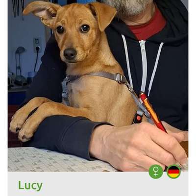 Tierschutzhunde suchen ein Zuhause-Beitrag-Bild