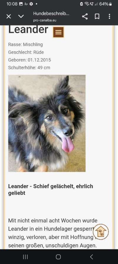 Tierschutzhunde suchen ein Zuhause-Beitrag-Bild