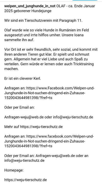 Tierschutzhunde suchen ein Zuhause-Beitrag-Bild