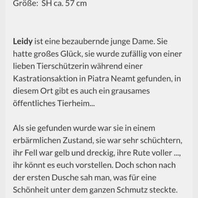 Tierschutzhunde suchen ein Zuhause-Beitrag-Bild