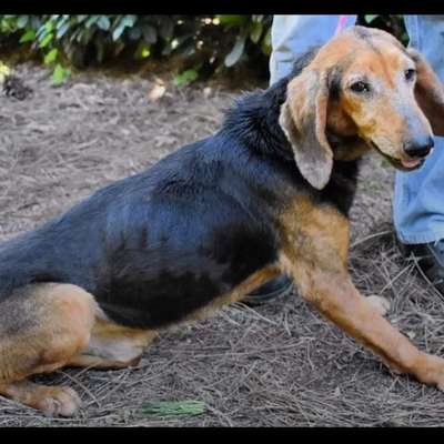 Tierschutzhunde suchen ein Zuhause-Beitrag-Bild