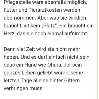 Tierschutzhunde suchen ein Zuhause-Beitrag-Bild