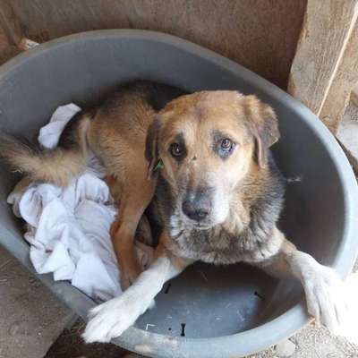 Tierschutzhunde suchen ein Zuhause-Beitrag-Bild