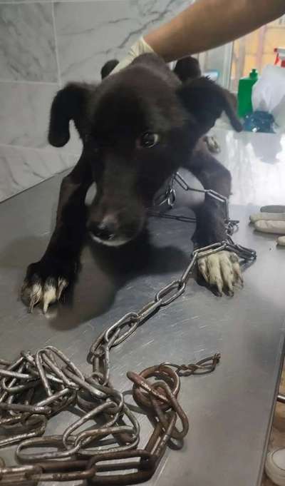 Tierschutzhunde suchen ein Zuhause-Beitrag-Bild