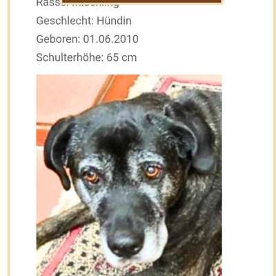 Tierschutzhunde suchen ein Zuhause-Beitrag-Bild