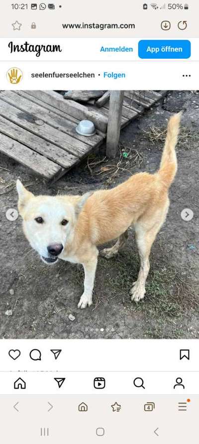 Tierschutzhunde suchen ein Zuhause-Beitrag-Bild