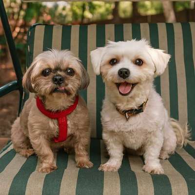 Tierschutzhunde suchen ein Zuhause-Beitrag-Bild