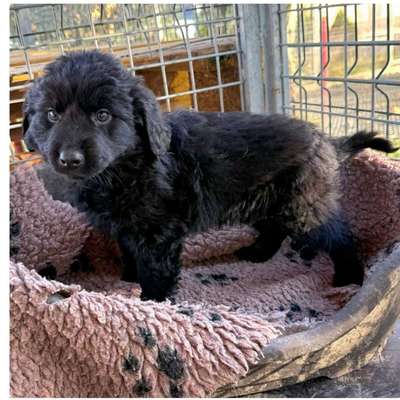 Tierschutzhunde suchen ein Zuhause-Beitrag-Bild