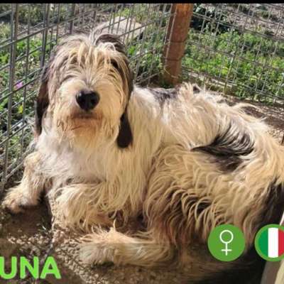 Tierschutzhunde suchen ein Zuhause-Beitrag-Bild