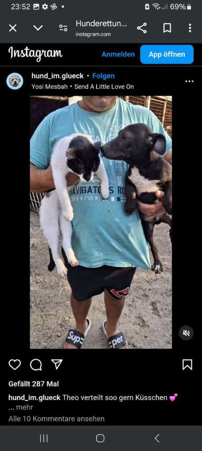 Tierschutzhunde suchen ein Zuhause-Beitrag-Bild