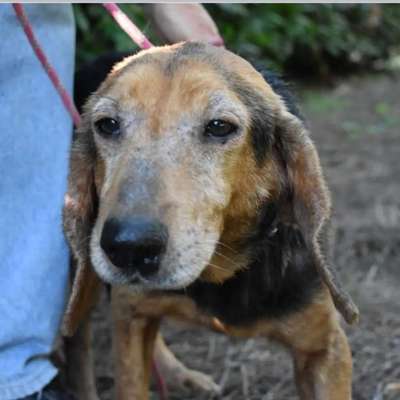 Tierschutzhunde suchen ein Zuhause-Beitrag-Bild