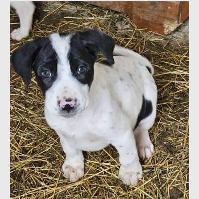Tierschutzhunde suchen ein Zuhause-Beitrag-Bild