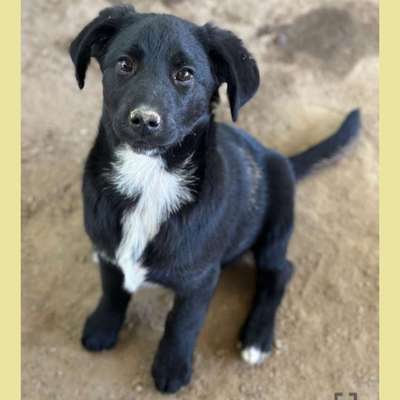 Tierschutzhunde suchen ein Zuhause-Beitrag-Bild