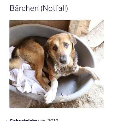 Tierschutzhunde suchen ein Zuhause-Beitrag-Bild