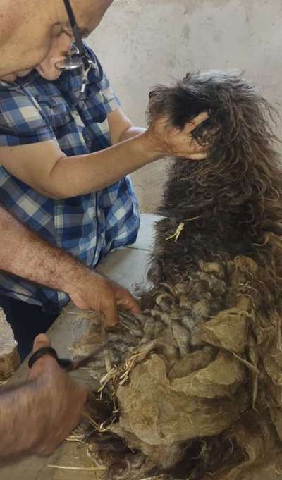 Tierschutzhunde suchen ein Zuhause-Beitrag-Bild