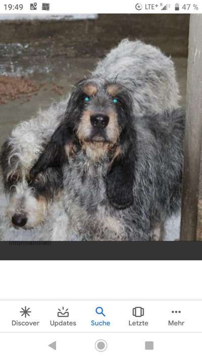 TierschutzhundeStammtisch🐕-Beitrag-Bild