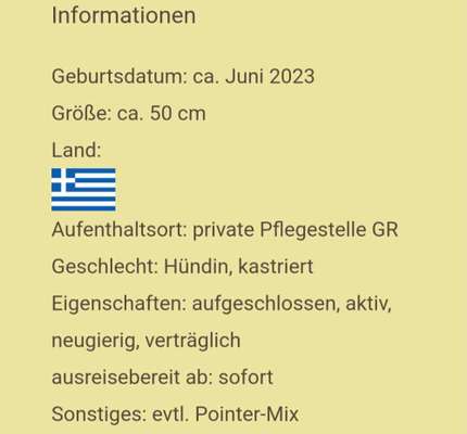 Tierschutzhunde suchen ein Zuhause-Beitrag-Bild