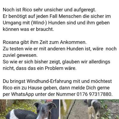Tierschutzhunde suchen ein Zuhause-Beitrag-Bild