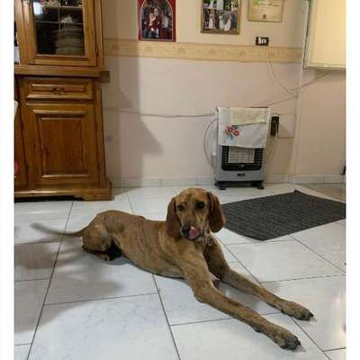 Tierschutzhunde suchen ein Zuhause-Beitrag-Bild