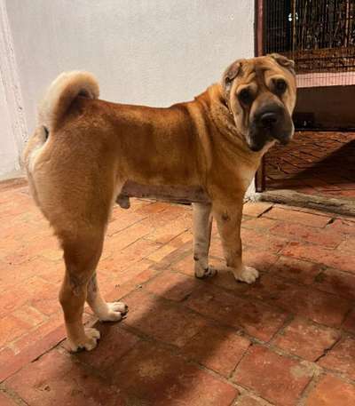 Tierschutzhunde suchen ein Zuhause-Beitrag-Bild