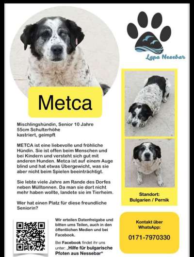 Tierschutzhunde suchen ein Zuhause-Beitrag-Bild