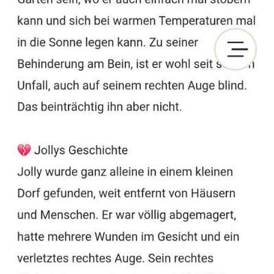 Tierschutzhunde suchen ein Zuhause-Beitrag-Bild