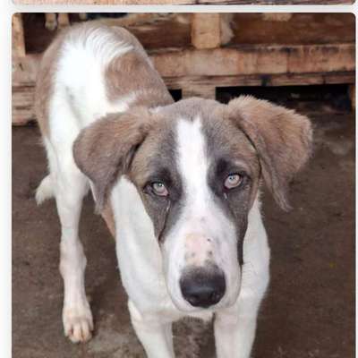 Tierschutzhunde suchen ein Zuhause-Beitrag-Bild