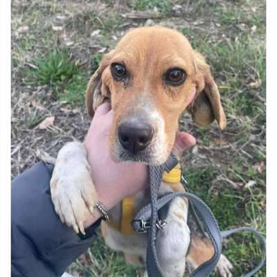 Tierschutzhunde suchen ein Zuhause-Beitrag-Bild
