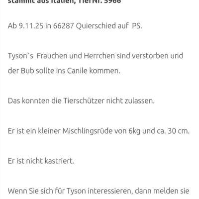 Tierschutzhunde suchen ein Zuhause-Beitrag-Bild