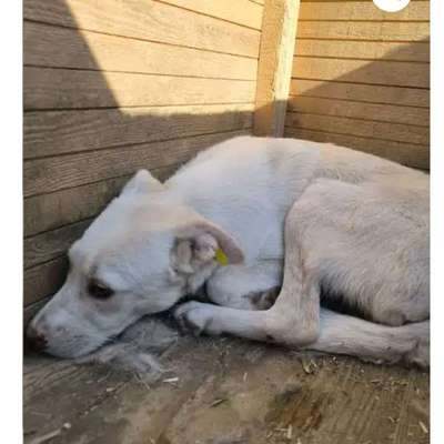 Tierschutzhunde suchen ein Zuhause-Beitrag-Bild