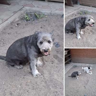 Tierschutzhunde suchen ein Zuhause-Beitrag-Bild