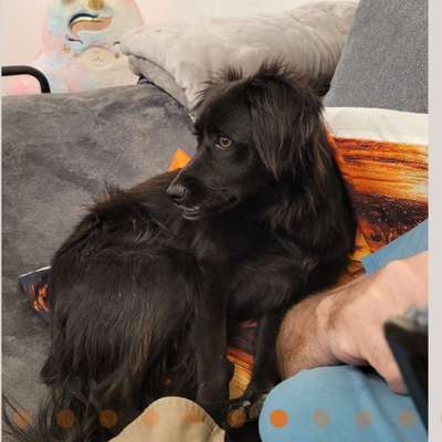 Tierschutzhunde suchen ein Zuhause-Beitrag-Bild