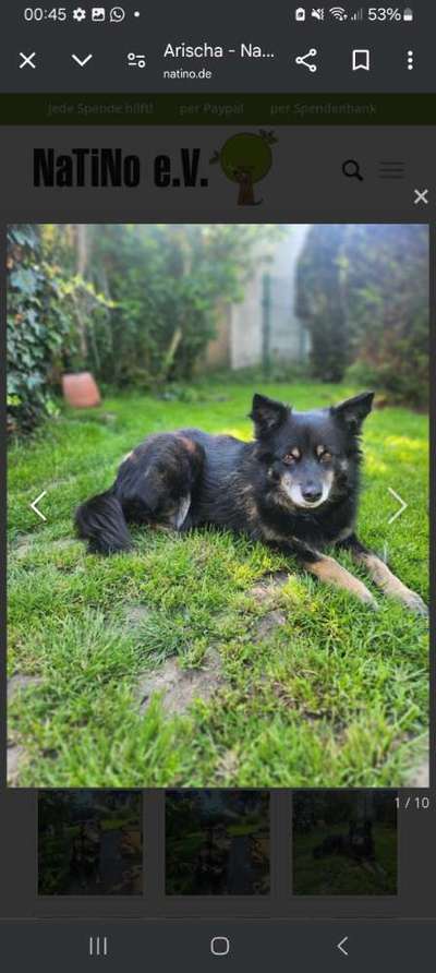 Tierschutzhunde suchen ein Zuhause-Beitrag-Bild