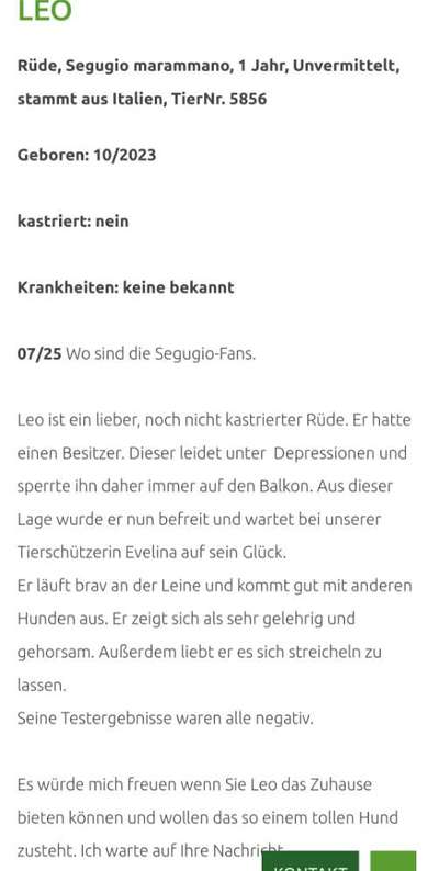 Tierschutzhunde suchen ein Zuhause-Beitrag-Bild