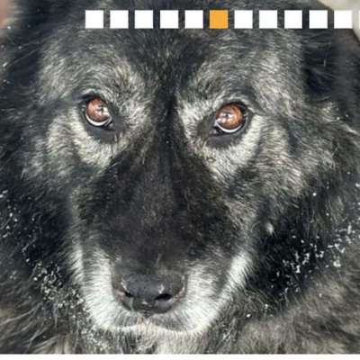 Tierschutzhunde suchen ein Zuhause-Beitrag-Bild