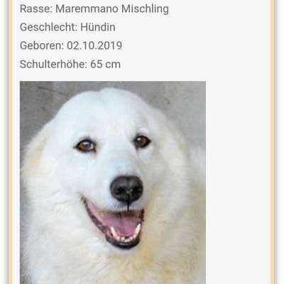 Tierschutzhunde suchen ein Zuhause-Beitrag-Bild