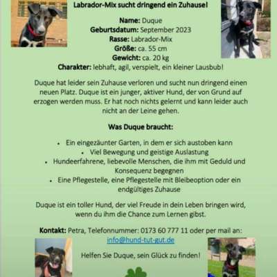 Tierschutzhunde suchen ein Zuhause-Beitrag-Bild