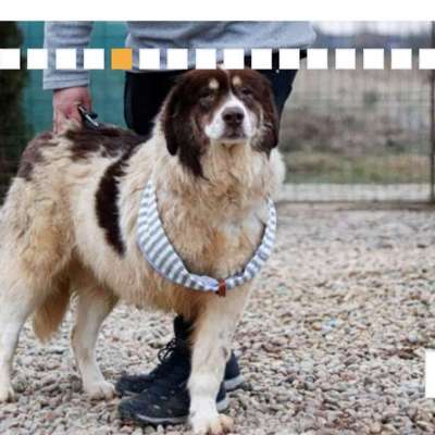 Tierschutzhunde suchen ein Zuhause-Beitrag-Bild