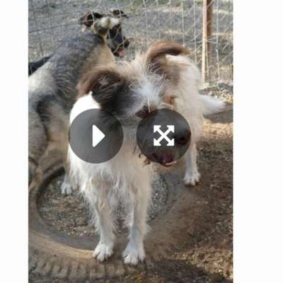 Tierschutzhunde suchen ein Zuhause-Beitrag-Bild
